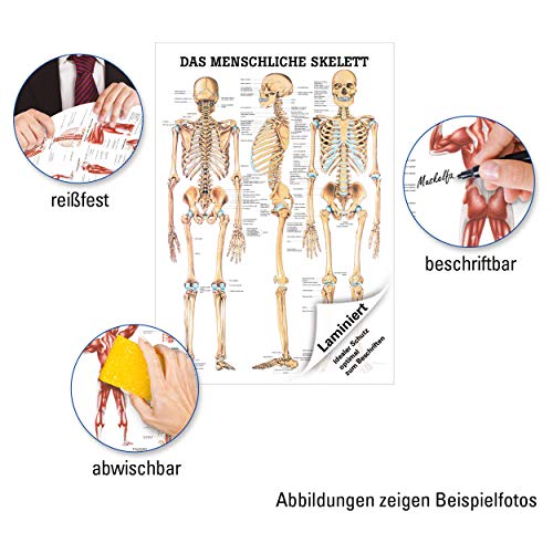 Sport-Tec Skelett Lehrtafel 100x70 Anatomie Poster