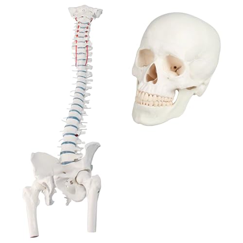 Sport-Tec Anatomie-Set Schädel + Wirbelsäule Lehrmodell Originalgröße