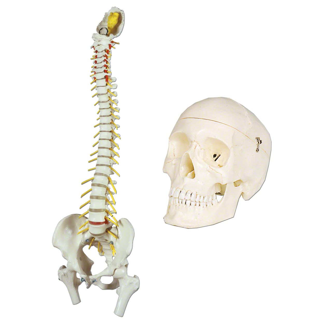 Sport-Tec Anatomie-Set Schädel + Wirbelsäule Lehrmodell Originalgröße