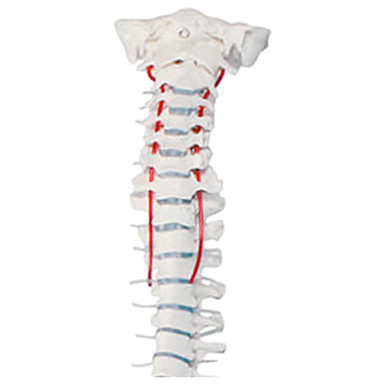 Sport-Tec Anatomie-Set Schädel + Wirbelsäule Lehrmodell Originalgröße
