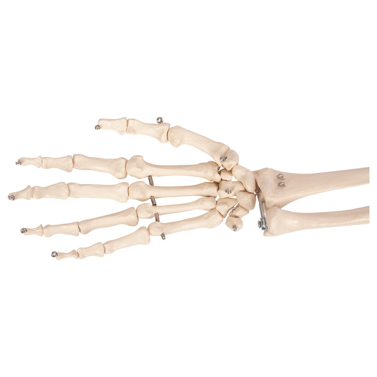 Sport-Tec Armskelett Anatomiemodell Hand Schulter beweglich