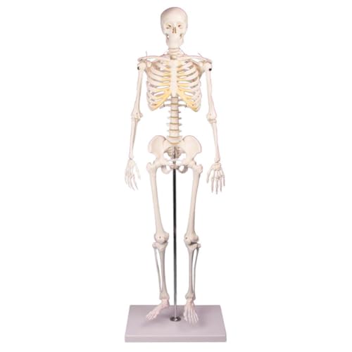 Sport-Tec Lehrmittel Mini-Skelett 65 cm mit Stativ