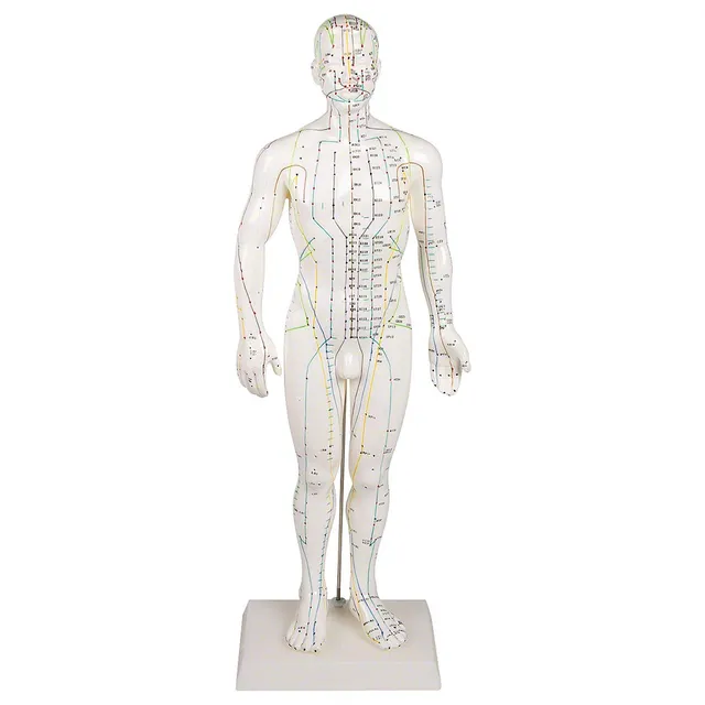 Sport-Tec Lehrmittel Akupunkturfigur männlich 45 cm TCM