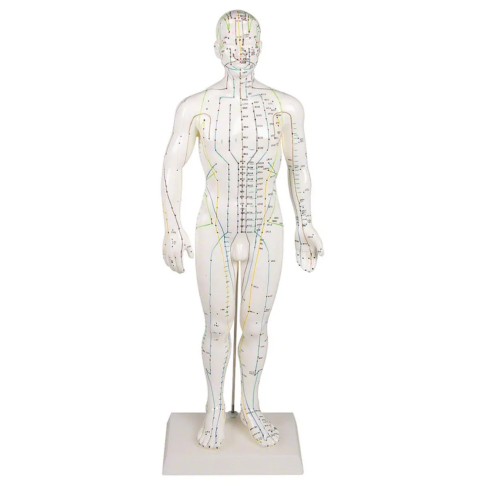 Sport-Tec Lehrmittel Akupunkturfigur männlich 45 cm TCM