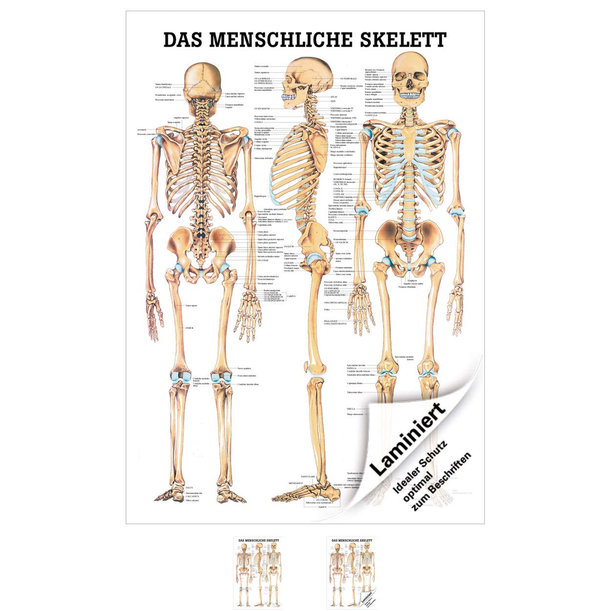 Sport-Tec Skelett Lehrtafel 100x70 Anatomie Poster