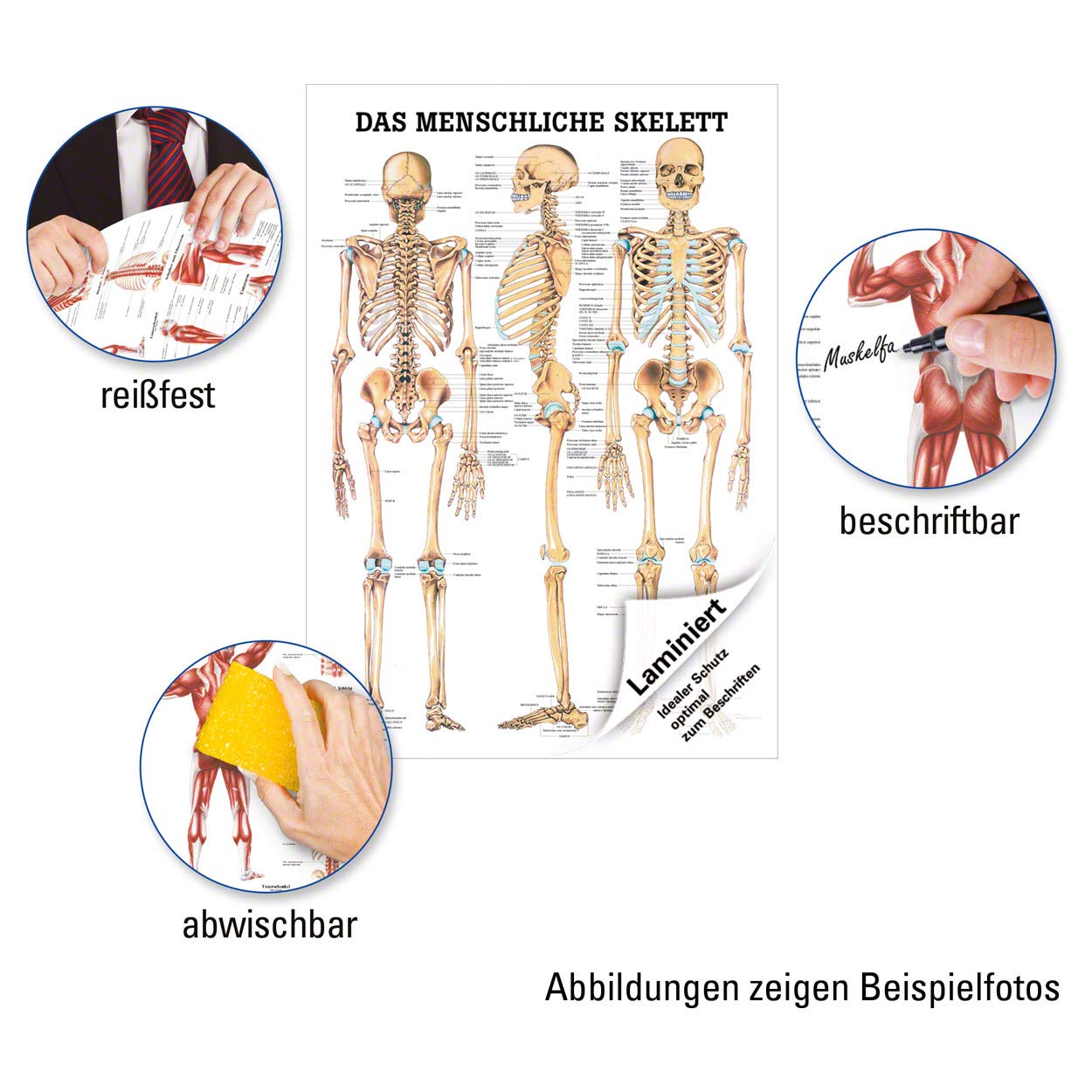 Sport-Tec Skelett Lehrtafel 100x70 Anatomie Poster