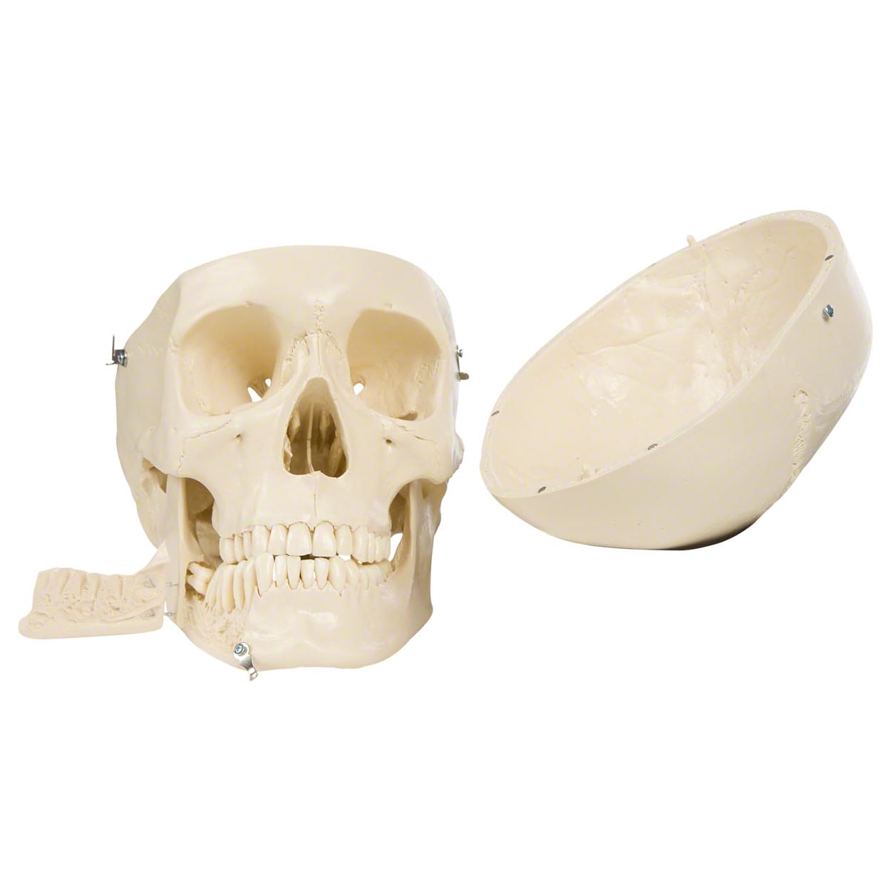 Sport-Tec Lehrmittel Schädel 3-tlg Anatomiemodell 18 cm