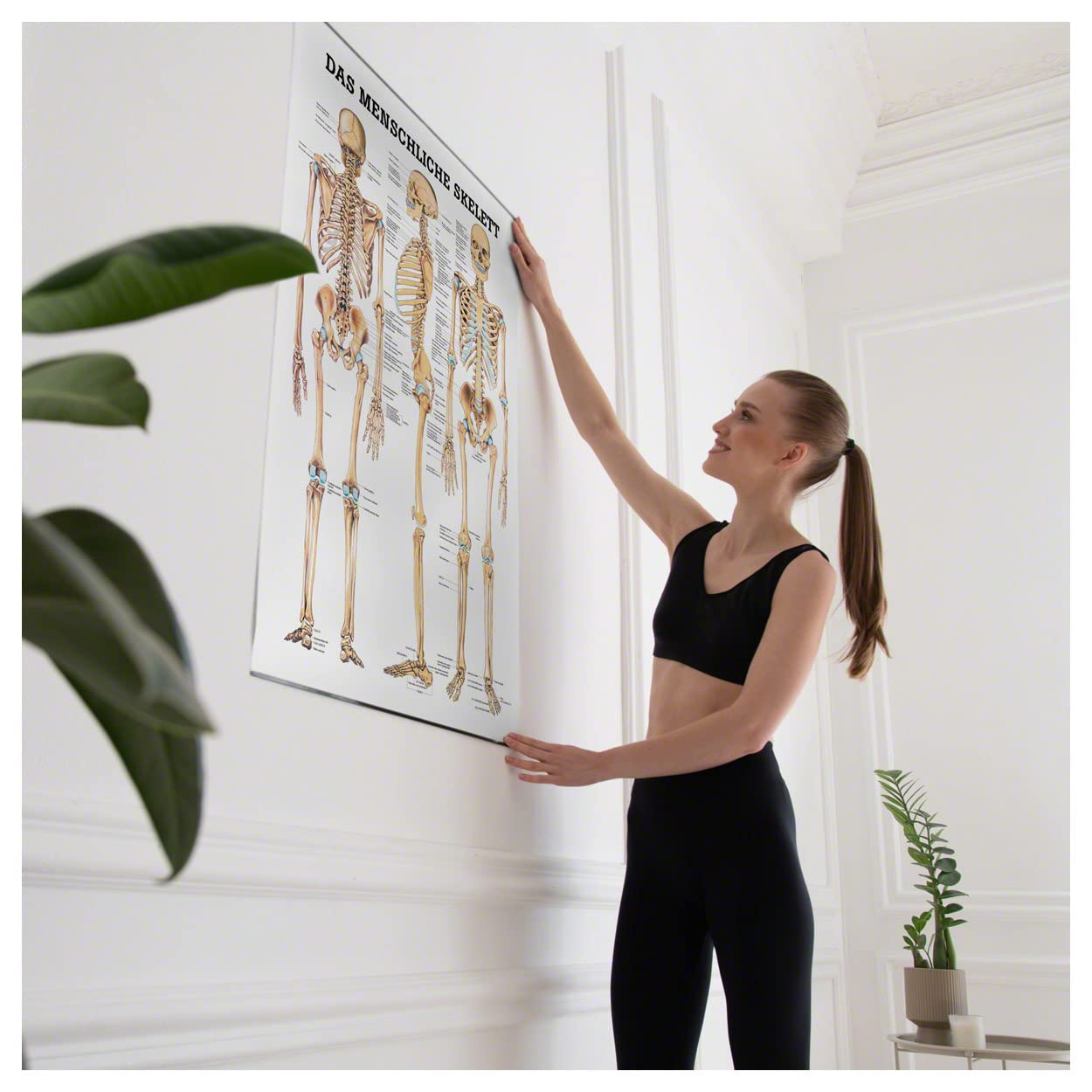 Sport-Tec Skelett Lehrtafel 100x70 Anatomie Poster