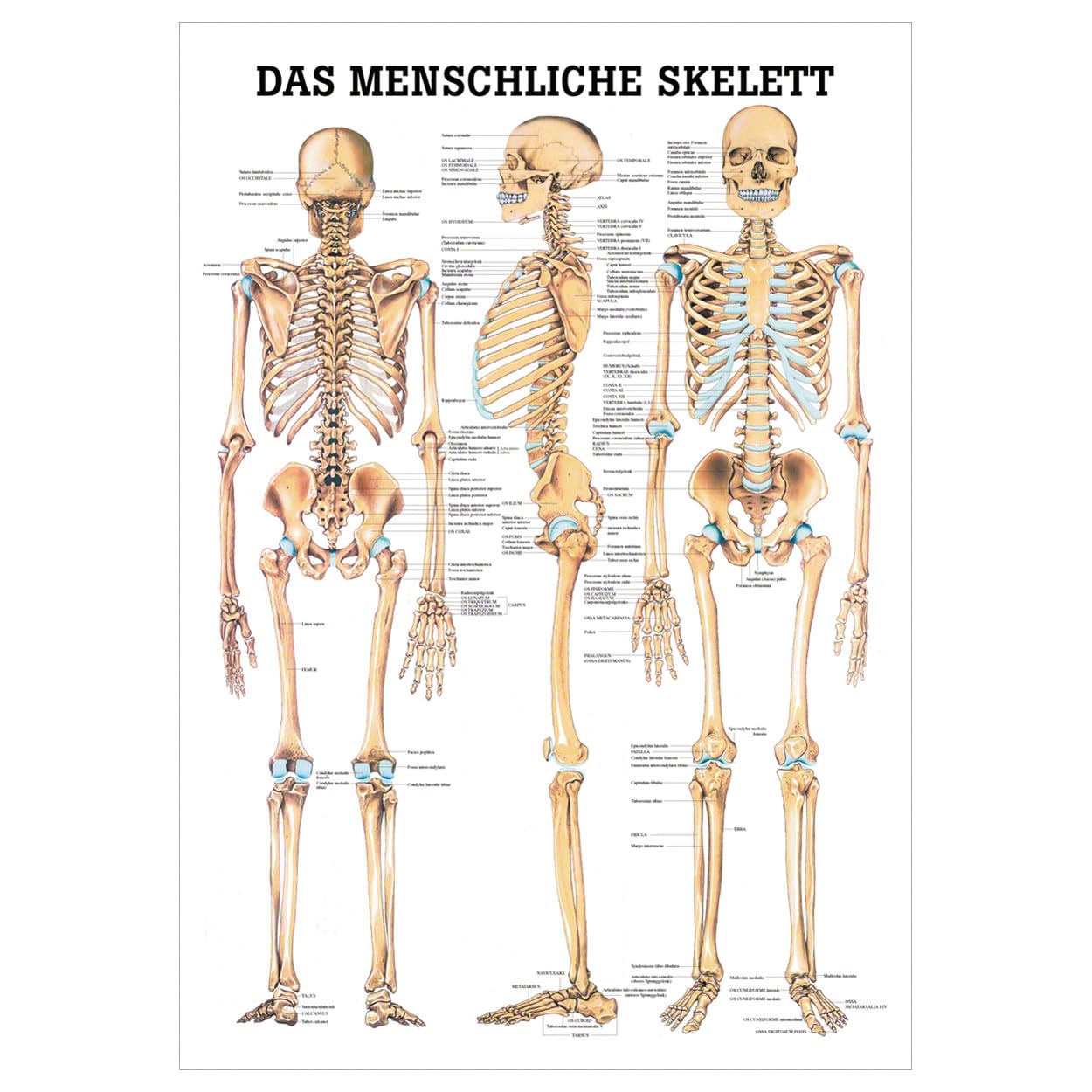 Sport-Tec Skelett Schulskelett Stativ Lehrtafel lebensgroß