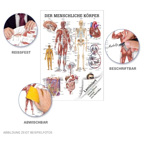 Sport-Tec Mini-Poster menschlicher Körper Anatomie 34x24