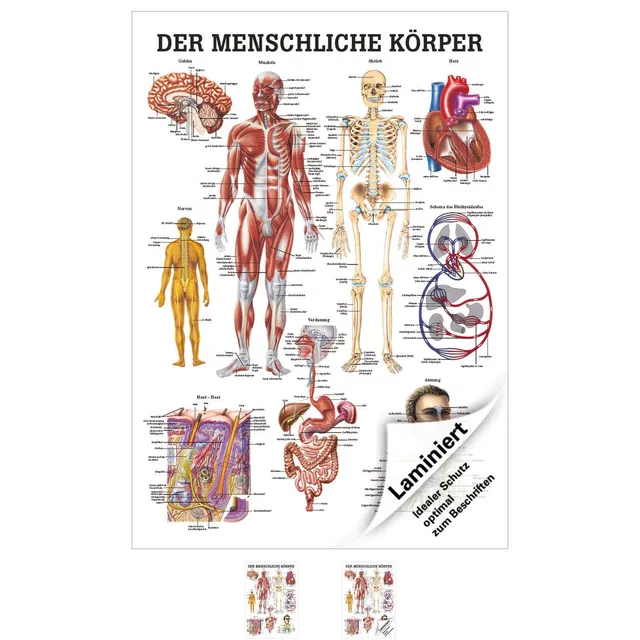 Sport-Tec Mini-Poster menschlicher Körper Anatomie 34x24