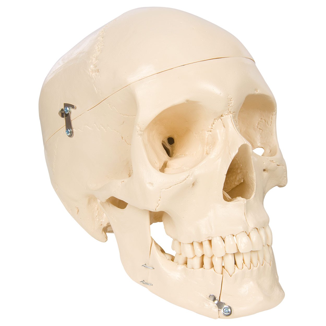 Sport-Tec Lehrmittel Schädel 3-tlg Anatomiemodell 18 cm