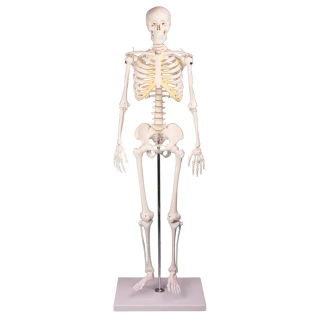 Sport-Tec Lehrmittel Mini-Skelett 65 cm mit Stativ