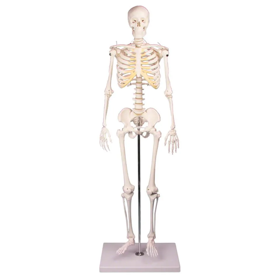 Sport-Tec Lehrmittel Mini-Skelett 65 cm mit Stativ