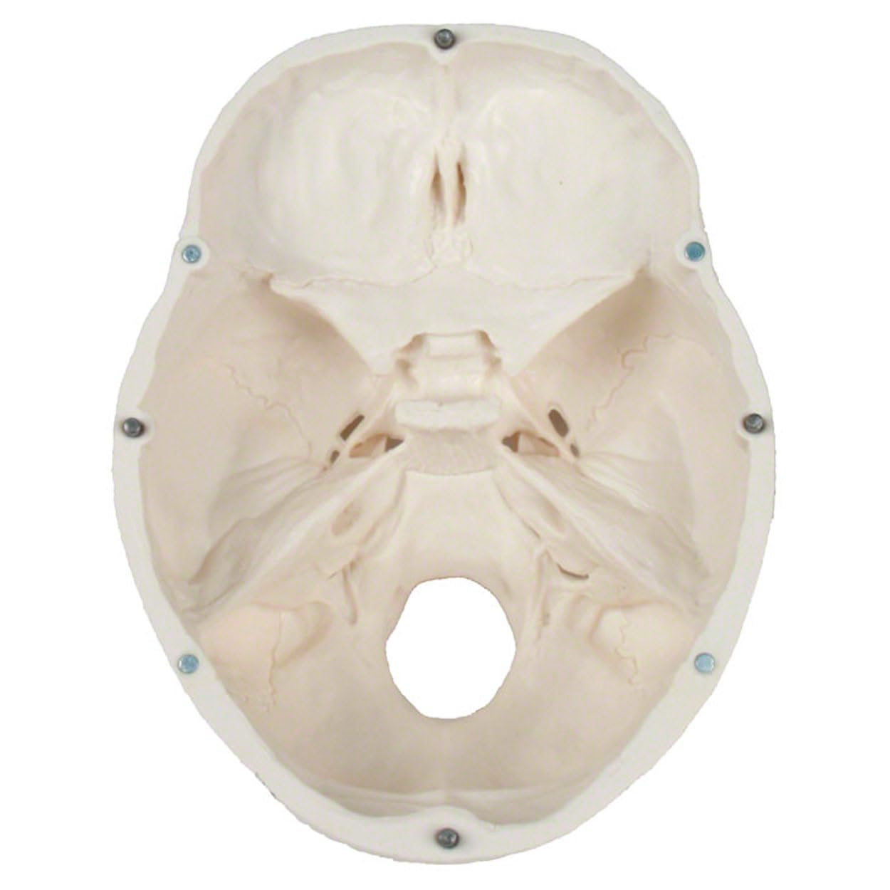 Sport-Tec Lehrmittel Schädel 3-tlg Anatomiemodell 18 cm