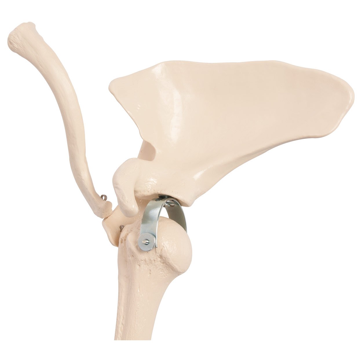 Sport-Tec Armskelett Anatomiemodell Hand Schulter beweglich