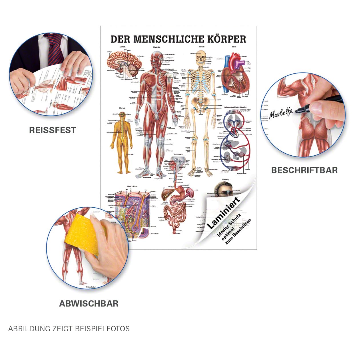 Sport-Tec Mini-Poster menschlicher Körper Anatomie 34x24