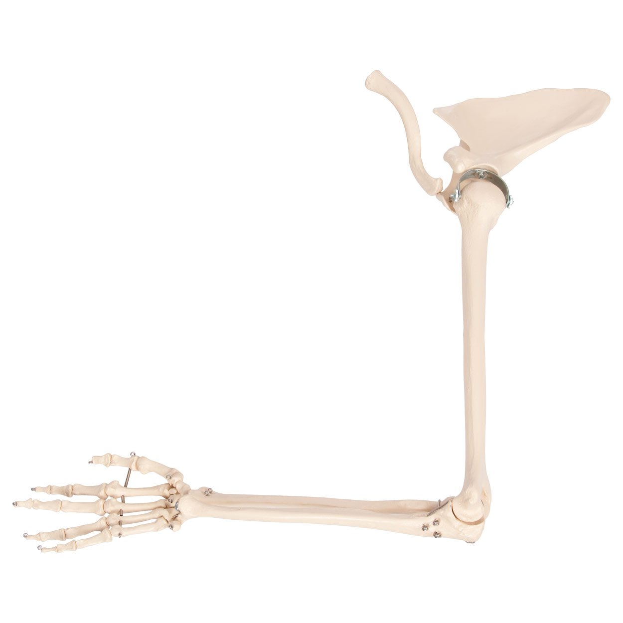 Sport-Tec Armskelett Anatomiemodell Hand Schulter beweglich