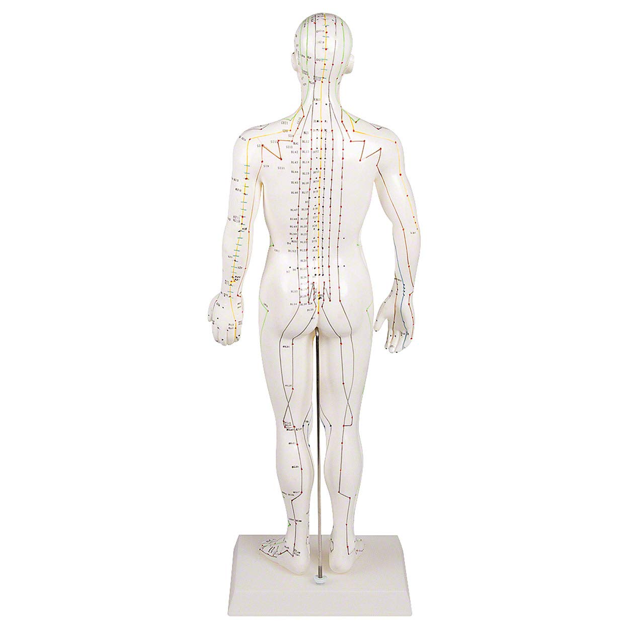 Sport-Tec Lehrmittel Akupunkturfigur männlich 45 cm TCM