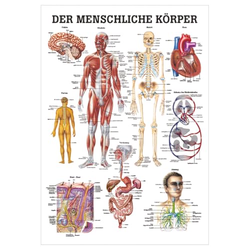 Sport-Tec Mini-Poster menschlicher Körper Anatomie 34x24