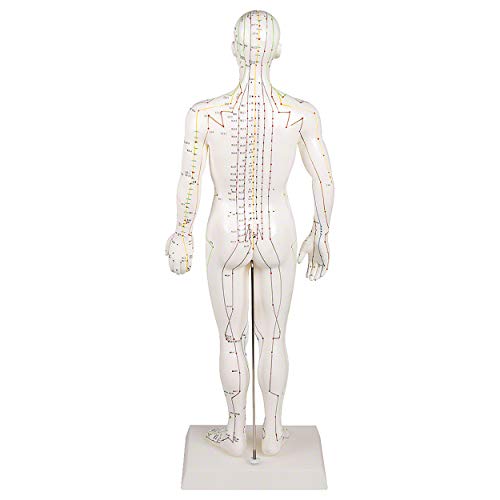 Sport-Tec Lehrmittel Akupunkturfigur männlich 45 cm TCM