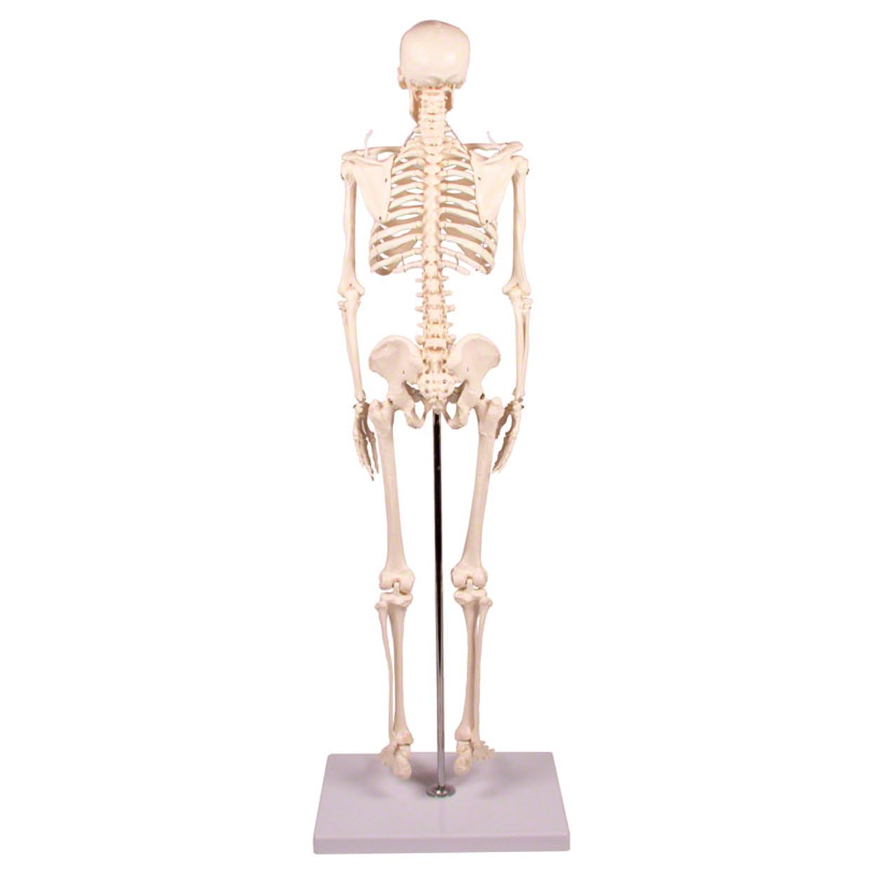 Sport-Tec Lehrmittel Mini-Skelett 65 cm mit Stativ
