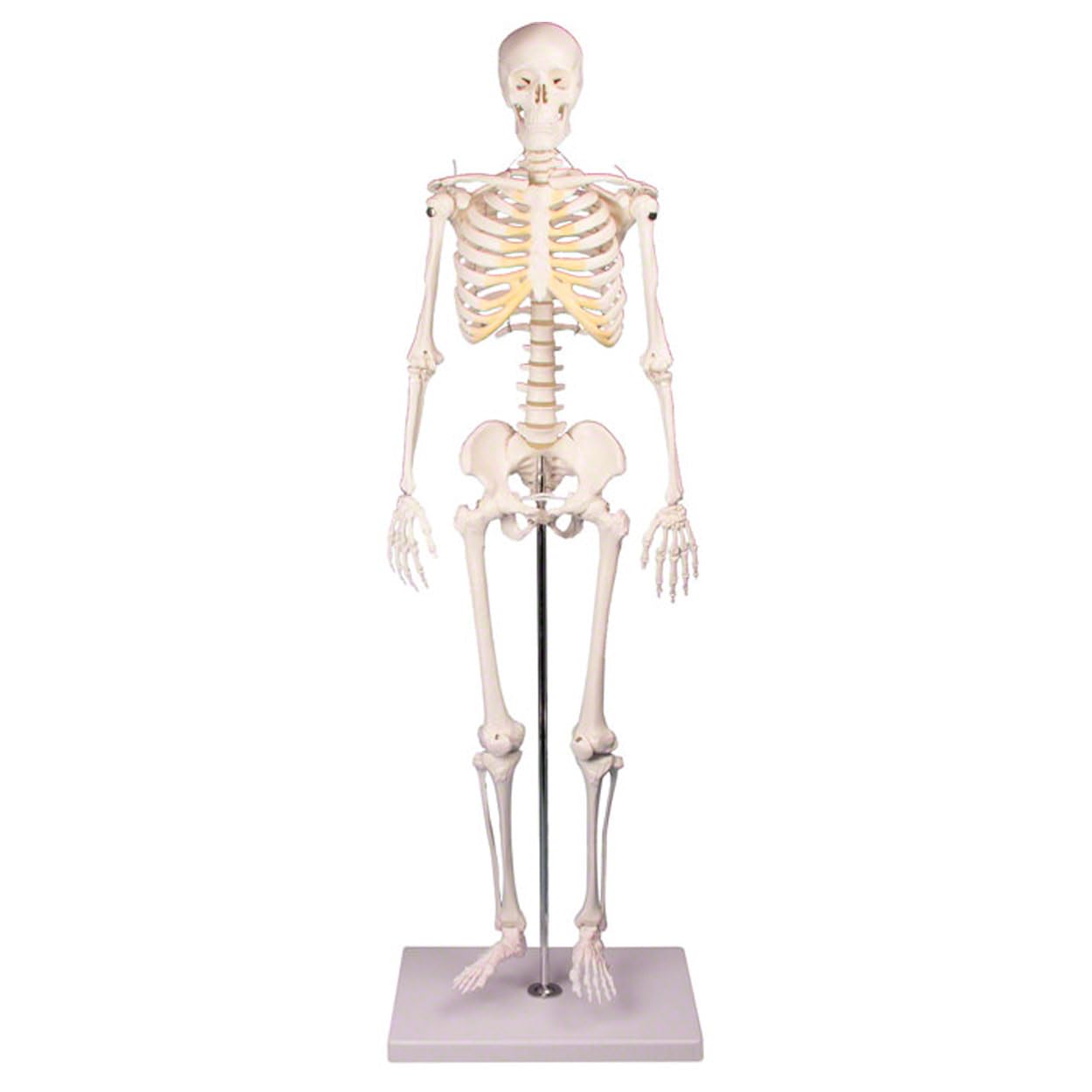 Sport-Tec Lehrmittel Mini-Skelett 65 cm mit Stativ