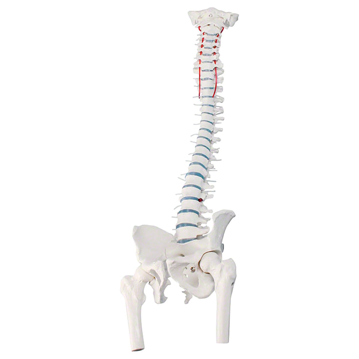 Sport-Tec Anatomie-Set Schädel + Wirbelsäule Lehrmodell Originalgröße