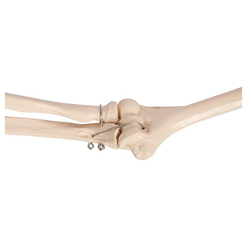 Sport-Tec Armskelett Anatomiemodell Hand Schulter beweglich