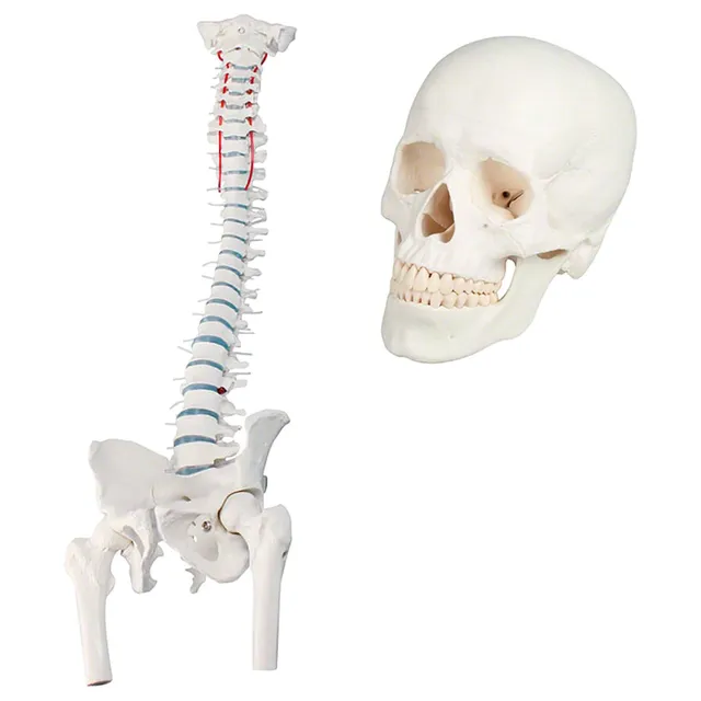 Sport-Tec Anatomie-Set Schädel + Wirbelsäule Lehrmodell Originalgröße