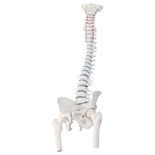Sport-Tec Anatomie-Set Schädel + Wirbelsäule Lehrmodell Originalgröße