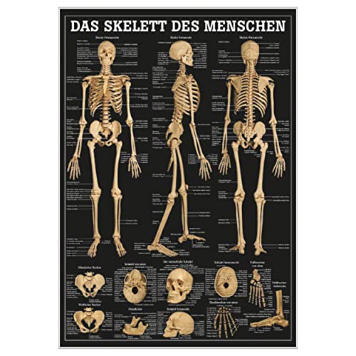 Sport-Tec TA71LAM Skelett Tafel 70x100 cm laminiert