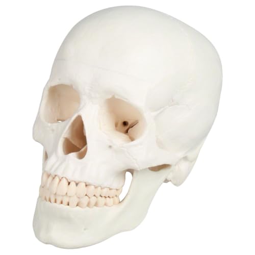 Sport-Tec Lehrmittel Schädel 3-tlg Anatomiemodell 18 cm