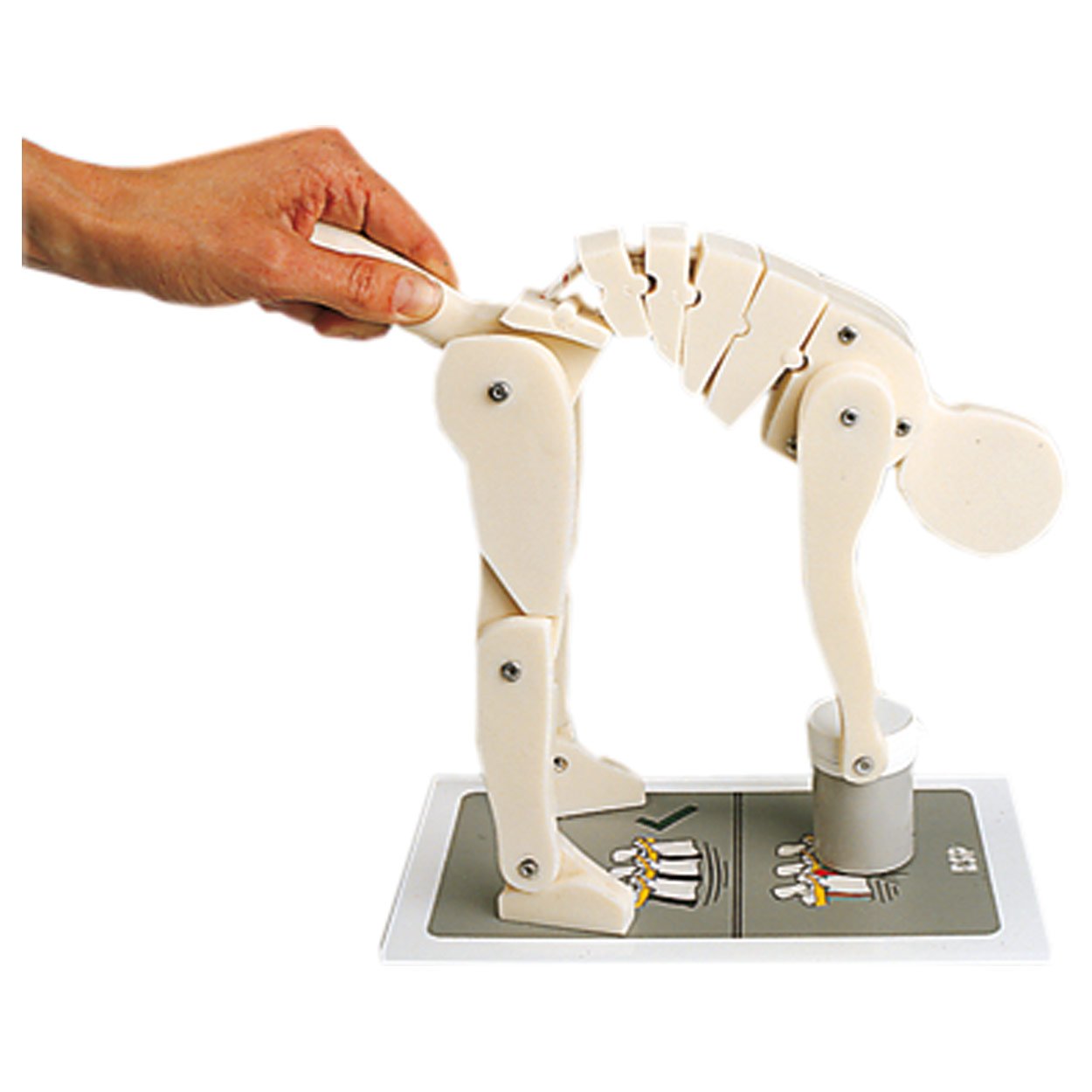 Sport-Tec Lehrmittel Demonstrationsfigur Richtiges Heben Modell