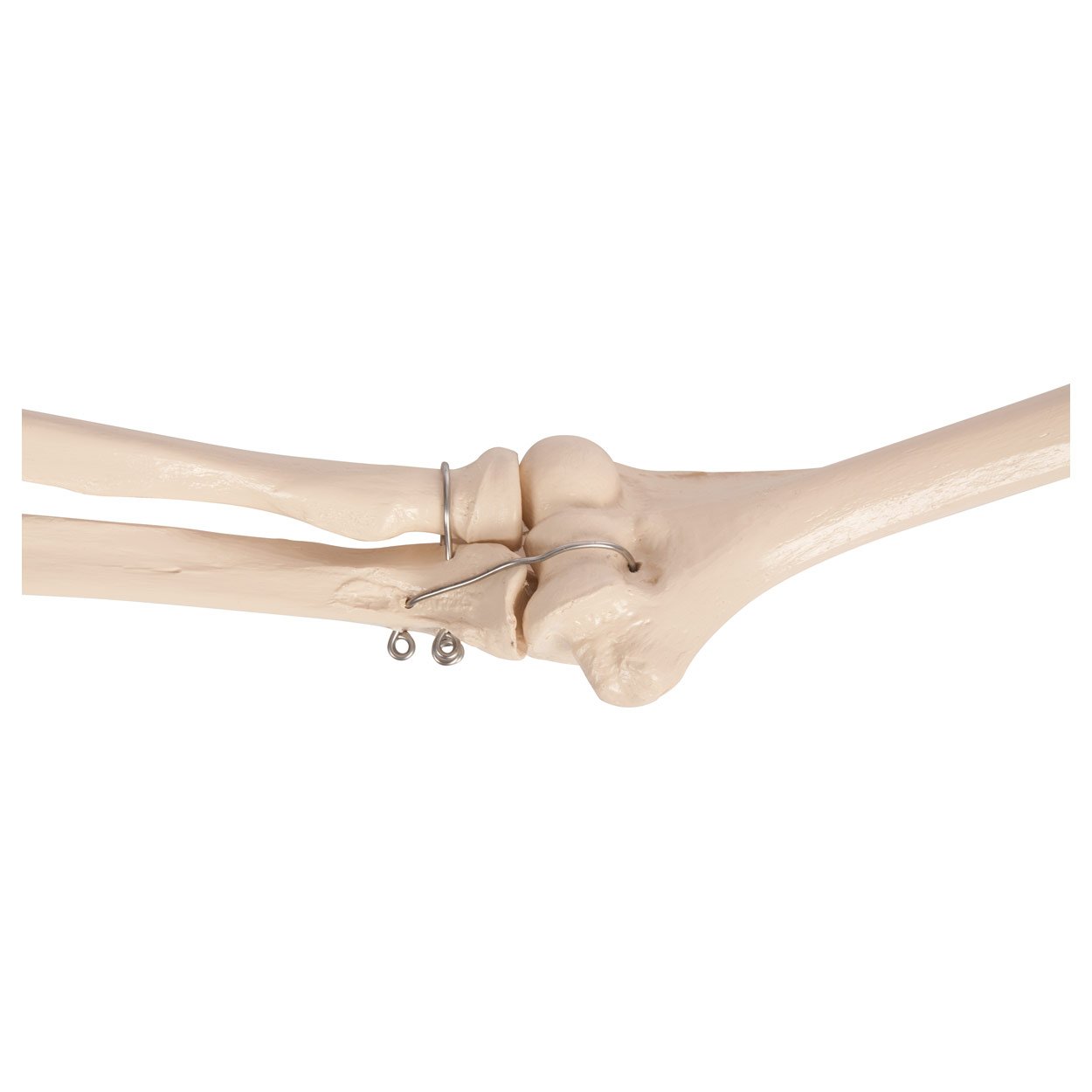 Sport-Tec Armskelett Anatomiemodell Hand Schulter beweglich