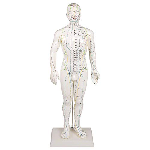 Sport-Tec Lehrmittel Akupunkturfigur männlich 45 cm TCM