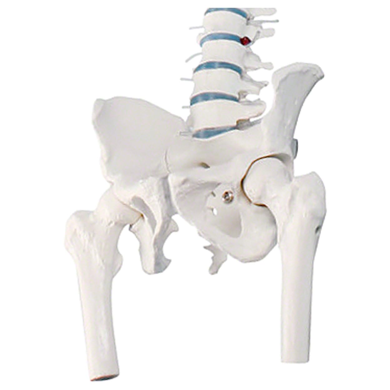 Sport-Tec Anatomie-Set Schädel + Wirbelsäule Lehrmodell Originalgröße